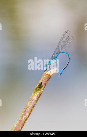 Common blue damsel fly in spring sunshine in mid Wales Stock Photo