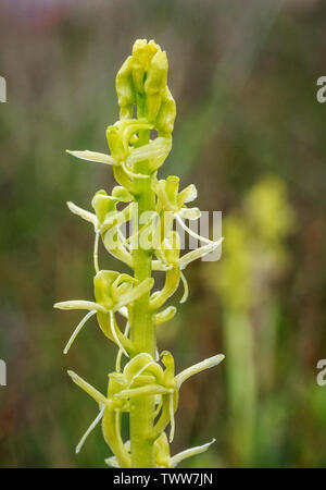 Flower detail of fen orchid Liparis loeselii  growing in dune slacks at Kenfig Burrows in South Wales Stock Photo
