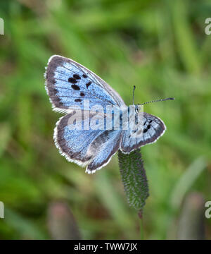 Large blue butterfly Maculinea arion female resting on foxtail grass glume at Collard Hill in the Polden Hills of Somerset UK Stock Photo