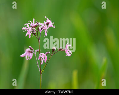Ragged robin Lychnis flos cuculi in marshy dune slacks at Kenfig Warren on the coast of South Wales UK Stock Photo