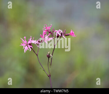 Ragged robin Lychnis flos cuculi in marshy dune slacks at Kenfig Warren on the coast of South Wales UK Stock Photo