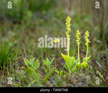 Fen orchid Liparis loeselii subspecies ovata growing in dune slacks at Kenfig Burrows in South Wales Stock Photo