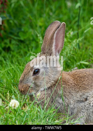 Young European rabbit Oryctolagus cuniculus grazing in a grass meadow by a woodland edge in Somerset UK Stock Photo