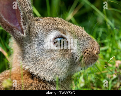 Intimate close-up portrait of a young European rabbit Oryctolagus cuniculus by a woodland edge in Somerset UK Stock Photo