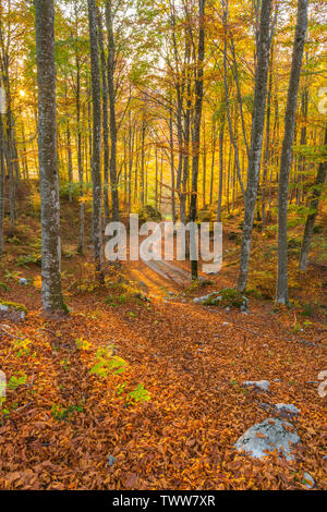 Autumn colours in the beech forest, small country road, track in the woods at sunset. Sun setting among the trees, foliage and fall vegetation. Stock Photo