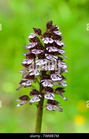 Lady Orchid Orchis purpurea Provence Stock Photo