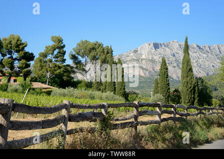 Cypress Trees and Vineyards in front of Mont Sainte-Victoire Mountain near Aix-en-Provence Provence France Stock Photo