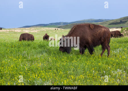 A young bison grazes on spring grass and wildflowers while heard mates graze in the distance on the rolling hills of Custer State Park, South Dakota. Stock Photo