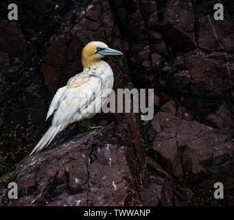 Bass Rock, Firth of Forth, UK. 23rd June 2019. Gannet, Morus bassanus, on a ledge on the steep cliff face of the Bass Rock in the world's largest colony nature reserve which looks in a poor state with dirty and mottled feathers Stock Photo