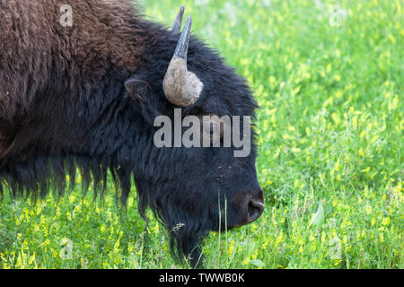 The profile of a young bison bull as he grazes in vibrant spring grass and wildflowers on the prairie lands of Custer State Park, South Dakota. Stock Photo