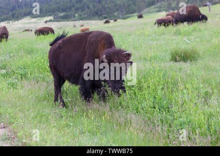 A large bison with a broken right horn grazes on spring wildflowers in Custer State Park, South Dakota. Stock Photo
