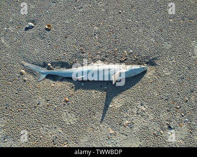 Jacksonville Beach, FL / USA - June 22, 2019: Dead shark at the beach due to overfishing and global warming Stock Photo