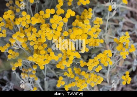 Tanacetum densum ssp. Amani, also known as Partridge Feather plant. Stock Photo