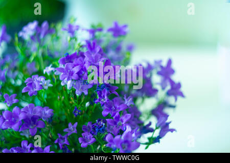 Blue flowers of  browallia speciosa in garden on blurred background Stock Photo