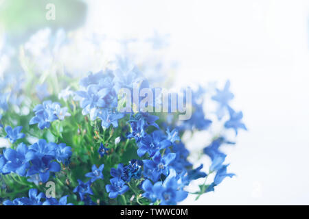 Blue flowers of  browallia speciosa in garden on white background Stock Photo