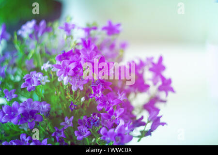 Beautiful pink flowers browallia speciosa on blurred colorful background Stock Photo