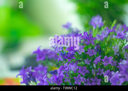 Beautiful violet flowers. Browallia speciosa on blurred colorful background Stock Photo