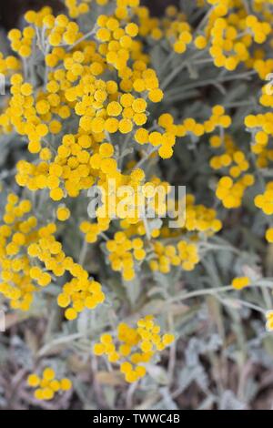 Tanacetum densum ssp. Amani, also known as Partridge Feather plant. Stock Photo