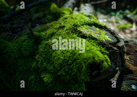Sharp closeup photo of Moss-covered wood. Beautiful moss and lichen covered wood. Bright green moss Background textured in nature. Stock Photo
