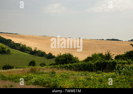golden rye bales in mowed rye field Stock Photo - Alamy