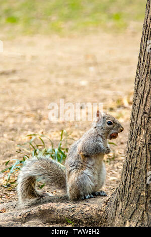 Eastern Grey Squirrel, Sciurus carolinensis, with a huge nut, biting off more than he can chew, in Washington Square Park, New York City Stock Photo