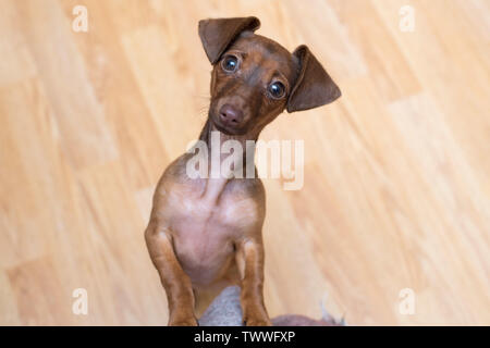 Dachshund puppy close up. Pet. Cute dog isolate. Stock Photo