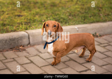 dachshund short-haired on a walk in the park in autumn