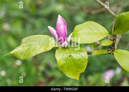 Close up of Magnolia ×soulangeana 'Lennei' flowering in an English garden, UK Stock Photo