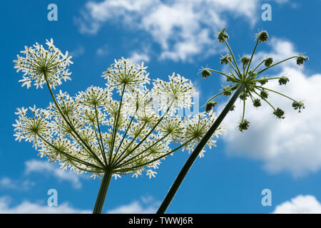 Hogweed or cow parsnip (Heracleum sphondylium), a UK native umbellifer plant - viewed from underneath looking upwards into blue sky Stock Photo