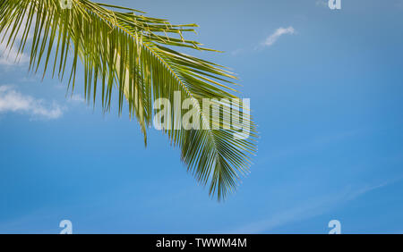 Green coconut palm tree leaf against blue sky. Tropical background. Stock Photo