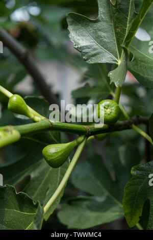 Young green fig fruits on branch. Ficus carica Stock Photo