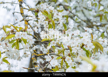 Blossoming white flowers on a tree in spring, Germany Stock Photo
