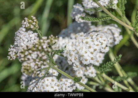 Yarrow / Achillea millefolium in flower (June). Also called Milfoil, the plant was used as a medicinal plant in herbal remedies.