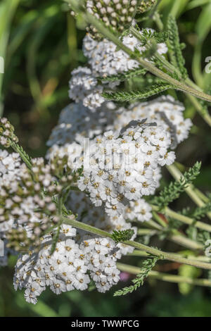 Yarrow / Achillea millefolium in flower (June). Also called Milfoil, the plant was used as a medicinal plant in herbal remedies.
