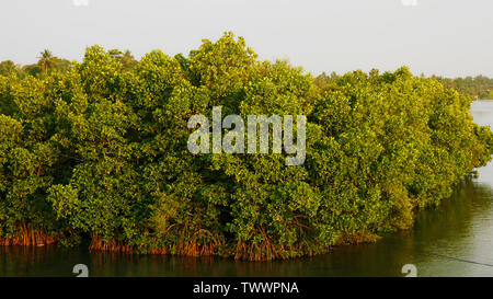 Mangroves (Kandal Kadu) are trees or shrubs that grow in salty water in hot places like the tropics.Mangroves make a special saltwater woodland or shr Stock Photo
