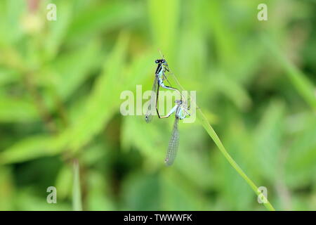 a pair of mating blue tailed damselflies joined in the wheel position Stock Photo