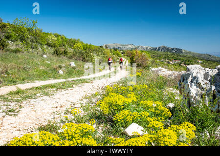 Two mountain biker driving on gravel road in Istria near Rabac to mountain Sisol in Ucka Park in Croatia, Europe with flowers Italian strawflower, Imm Stock Photo