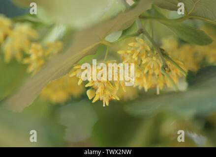 Blooming linden, lime tree in bloom Stock Photo