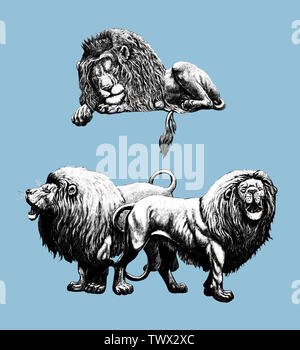 Lion silhouette. 2 Lions illustrations. Big cat drawing. Stock Photo