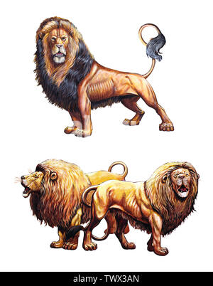 Roaring lion. 2 Lions illustrations. Big cat acrylic illustration. Stock Photo