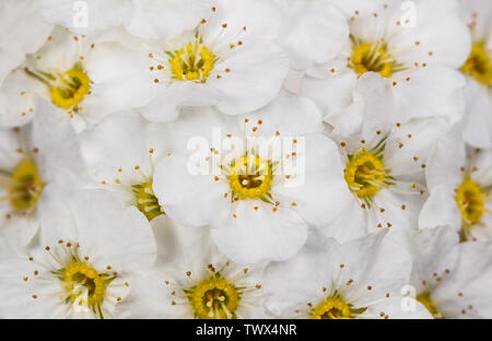 Delicate floral texture. Vanhoutte spirea flowers in detail. Spiraea vanhouttei. Romantic background. Snowy white blooms, yellow centers, long stamens. Stock Photo