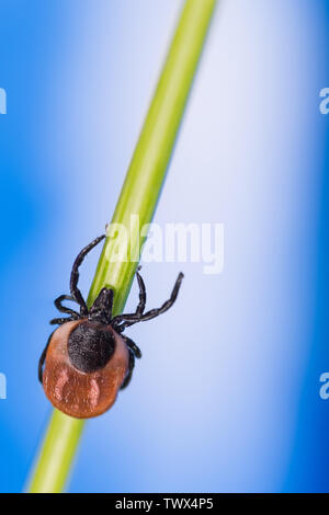 Infectious parasite. Deer tick lurking on grass stem, blue sky background. Ixodes. Mite detail. Disgusting bug crawling on green stalk. Encephalitis. Stock Photo