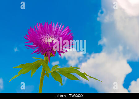 Flowering Persian cornflower. Centaurea dealbata or Psephellus dealbatus. Pink flower head, white center, green stem and leaves on blue sky background. Stock Photo