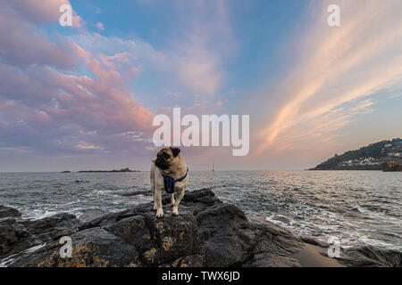 Mousehole, Cornwall, UK. 23rd June 2019. UK Weather. Heavy rain during the day cleared to give a fine end to the day in the far south west of Cornwall at Mousehole at sunset, just in time for Titan the Pug's last walk of the day. Credit Simon Maycock / Alamy Live News. Stock Photo