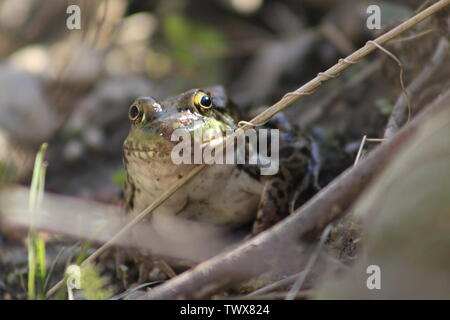 A green frog rests on a log basking in the afternoon sun. Also known as an American Common Frog. Todmorden Mills Park, Toronto, Ontario, Canada.. Stock Photo