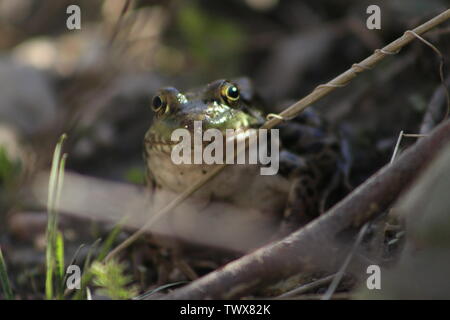 A green frog rests on a log basking in the afternoon sun. Also known as an American Common Frog. Todmorden Mills Park, Toronto, Ontario, Canada.. Stock Photo