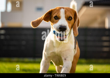 Dog Beagle with long floppy ears on a green meadow during spring, summer runs towards camera with ball. Background Stock Photo