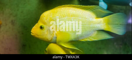 Midas cichlid in closeup, Yellow and white colored tropical fish, Exotic fish specie from Costa rica Stock Photo