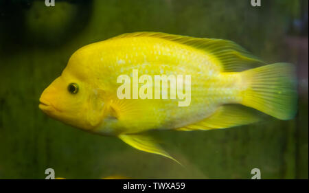 closeup of a Midas cichlid, Yellow and white colored tropical fish, exotic fish specie from Costa Rica Stock Photo
