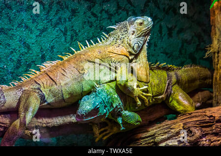 closeup of a green iguana on top of the other, dominant lizard behavior, popular tropical pets, exotic lizard specie from America Stock Photo